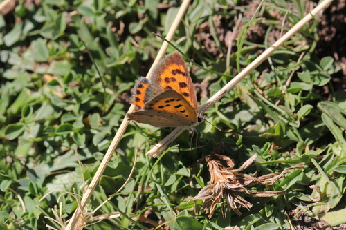 Small Copper