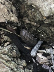 Oniscidea