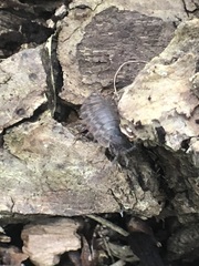 Oniscidea