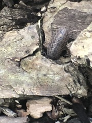 Oniscidea