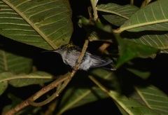 Campylopterus largipennis