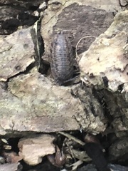 Oniscidea