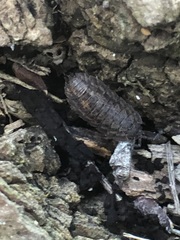 Oniscidea