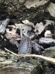 Oniscidea