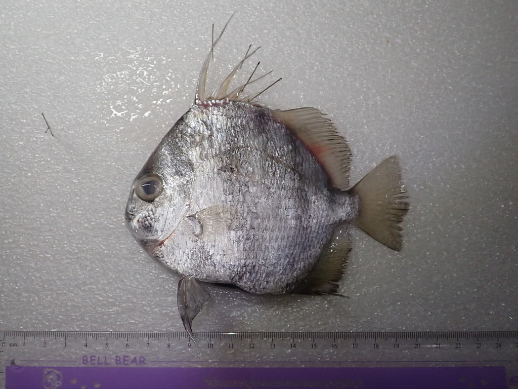 Ephippus