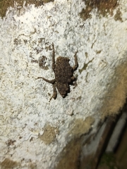 Poropterus intermedius