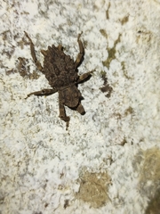 Poropterus intermedius