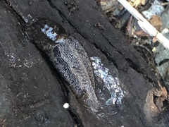 Limax maximus