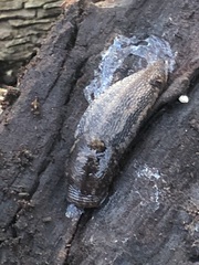 Limax maximus