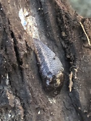 Limax maximus