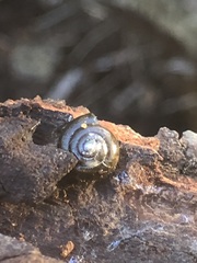 Gastropoda