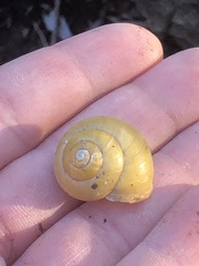 Cepaea hortensis