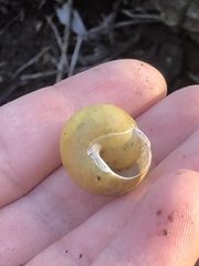 Cepaea hortensis