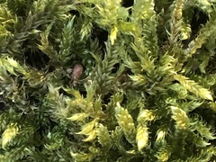 Hypnum cupressiforme