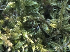 Hypnum cupressiforme