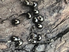 Coleoptera