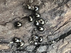 Coleoptera