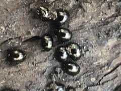 Coleoptera
