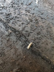 Collembola
