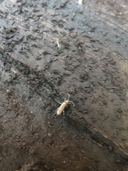 Collembola