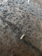 Collembola