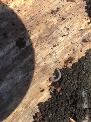 Diplopoda