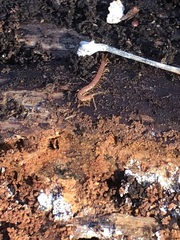 Chilopoda