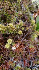 Dracophyllum recurvum