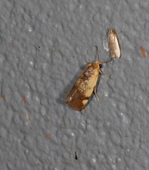 Acontia thapsina