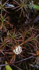 Dracophyllum recurvum