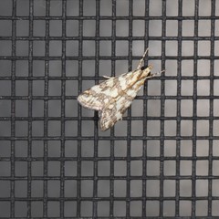 Aporocosmus lamprodeta