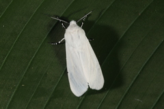 Estigmene albida
