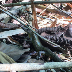 Eutropis tytleri