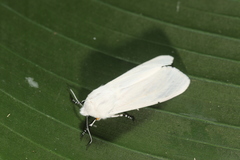 Estigmene albida
