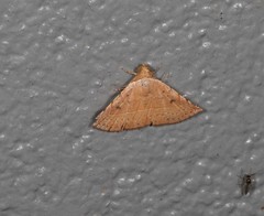 Eublemma latericolor