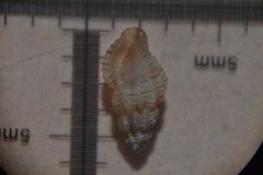 Cyrillia linearis