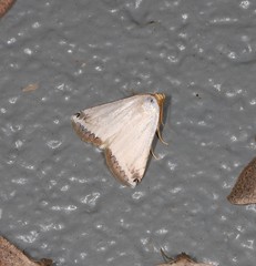 Eublemma vestalis