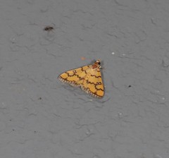 Glycythyma leonina