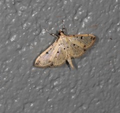 Herpetogramma cynaralis