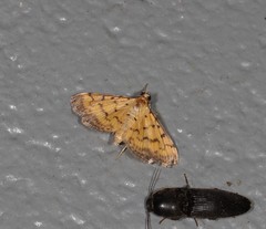 Herpetogramma hipponalis