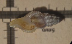 Cyrillia linearis