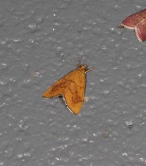 Hyalobathra brevialis