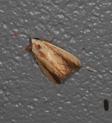 Xanthodes emboloscia