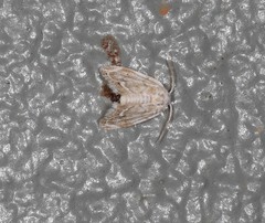 Niphopyralis chionesis