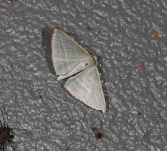 Oenochroma infantilis