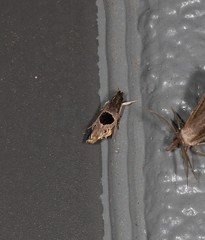 Helcystogramma hibisci