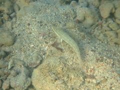 Valenciennea muralis