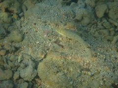 Valenciennea muralis