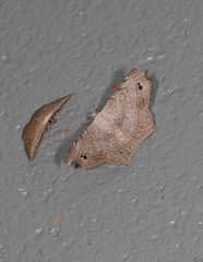 Semiothisa drepanata