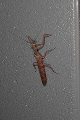 Sphodropoda quinquedens
